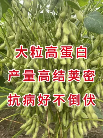 火爆江苏安徽，产量创奇迹 #三农流量扶持计划 #大豆种植 #抖音助农 #产量特别高 #三农种植