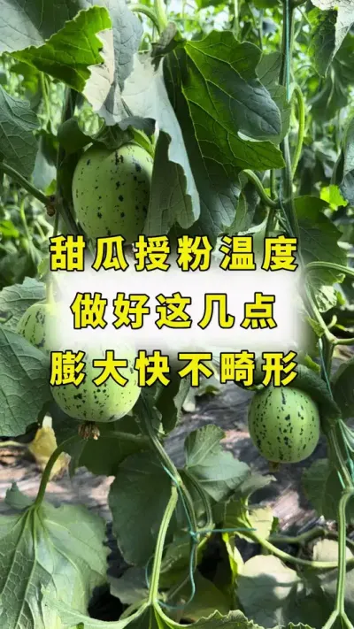 甜瓜授粉温度，做好这几点，膨大快，不畸形！#农业种植 #甜瓜种植 #甜瓜授粉#良田神话#甜瓜种植技术
