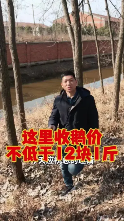 这地方的鹅，收购价不低于12块一斤！#科学养鹅 #养鹅技术分享 #养鹅人 #狮头鹅养殖 #三农养殖