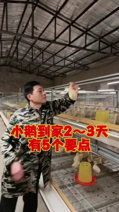 小鹅到家的2～3天，一定要做好这5点。才能减少小鹅的淘汰和伤网！#养鹅技术分享 #科学养鹅 #狮头鹅养殖 #养鹅人 #东哥带你养鸭鹅