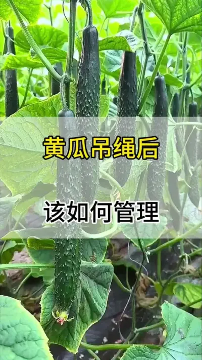 黄瓜掉绳后该如何管理 #黄瓜 #黄瓜种植 #黄瓜高产种植 #服务三农支持三农 #三农