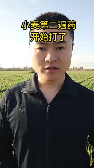 #农业植保知识分享 #分享农业知识帮农民增产增收 #帮助农友们增资增产 #传播农业小知识 #小麦种植技术与管理