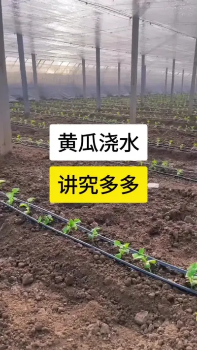 黄瓜浇水，讲究多多 #黄瓜 #黄瓜高产种植 #黄瓜种植与管理 #黄瓜种植小技巧 #服务三农支持三农