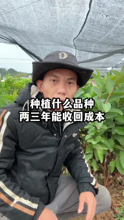 种植什么品种两三年收回成本？或许可以做到，但要符合几个条件 #红心番石榴#果苗供应 #农业种植