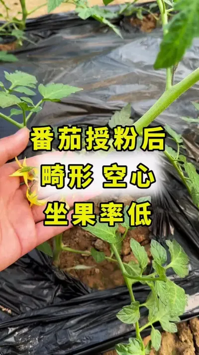 番茄授粉后，畸形果，空心果，坐果率低！#西红柿种植 #番茄种植 #传播农业小知识 #农业种植 #良田神话