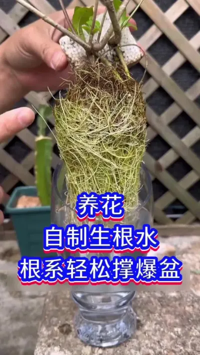 养花自制生根水#花卉绿植#我的花花草草🌸🌸 #养花小知识