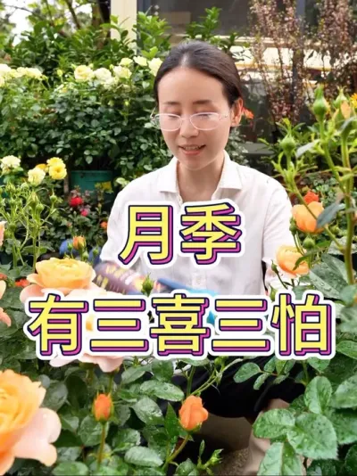 月季有三喜三怕#月季 #月季养护 #花卉绿植 #养花小知识 #养花人的乐趣