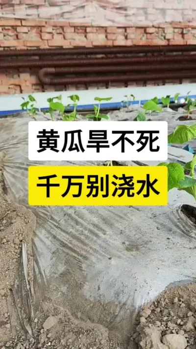 黄瓜旱不死，千万别浇水 #黄瓜 #黄瓜高产种植 #黄瓜种植与管理 #黄瓜种植技术 #农业技术推广
