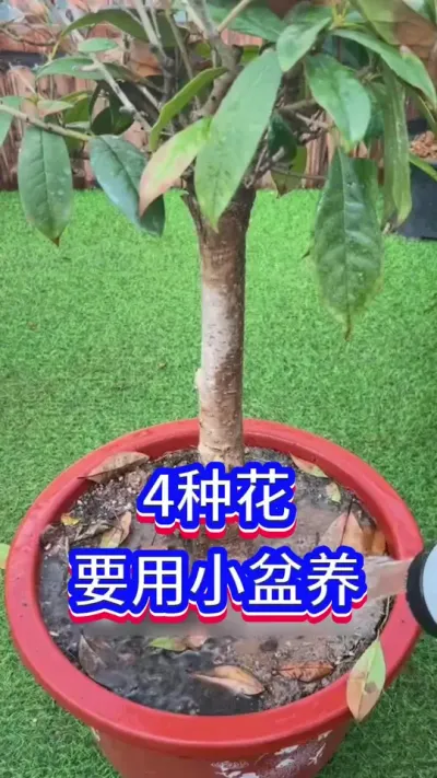 4种，不能用大盆养的花#英子园艺 #养花小知识 #花卉绿植