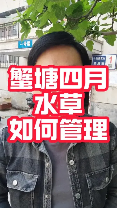 蟹塘四月份水草管理细则分享！#大闸蟹养殖#河蟹养殖#螃蟹养殖#大闸蟹#水产养殖