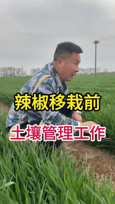 辣椒移栽前土壤水肥管理#辣椒种植