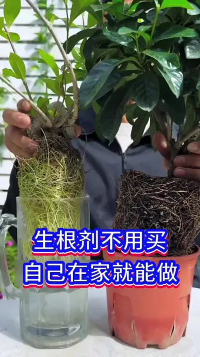 生根剂不用买，自己在家就能做#养花小知识 #花卉绿植 #爱生活爱养花