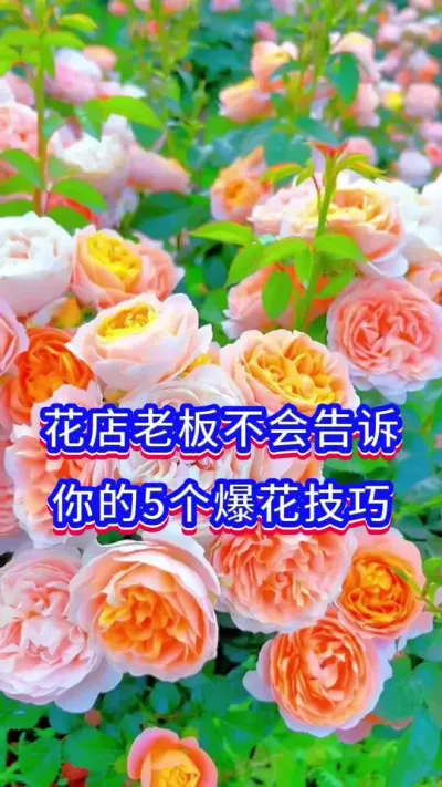 5个养花开爆盆的小技巧#养花小知识 #英子园艺 #花卉绿植