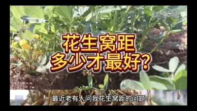 花生窝距是多少？多少才最好？#花生种植 #花生高产 #花生种植管理技术 #种花生 #花生膨壮粒粒饱