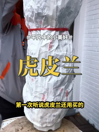 #花卉绿植 #虎皮兰 #绿植 虎皮兰很适合新手养，养法太简单