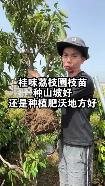 桂味荔枝圈枝苗，种植山坡好，还是种植肥沃地方好呢？ #果树种植 #桂味荔枝 #荔枝苗
