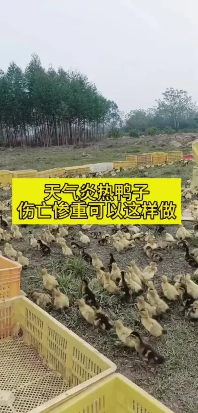 #鸭子 #肉鸭养殖 #养鸭人 #养鸭技术 #养殖