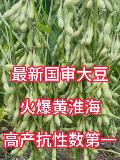 最新国审大豆，火爆黄淮海 #抖音助农 #三农 #新农人计划