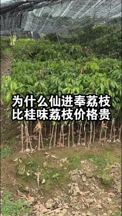 桂味荔枝比仙进奉荔枝更甜，为什么没有仙进奉荔枝价格贵？ #果树种植 #桂味荔枝#仙进奉荔枝