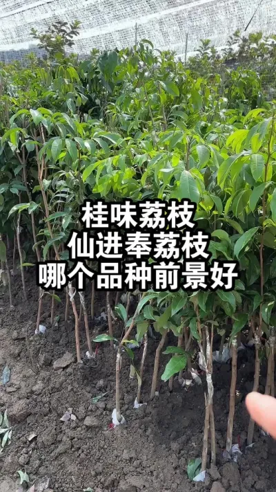 桂味荔枝和仙进奉荔枝，种植哪个品种前景好呢？ #荔枝苗 #桂味荔枝 #仙进奉荔枝