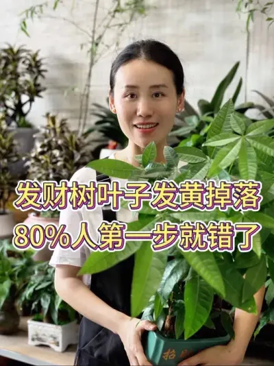 发财树叶子发黄掉落，80% 人第一步就错了#发财树 #发财树养护 #养花小知识 #花卉绿植 #养花人的乐趣
