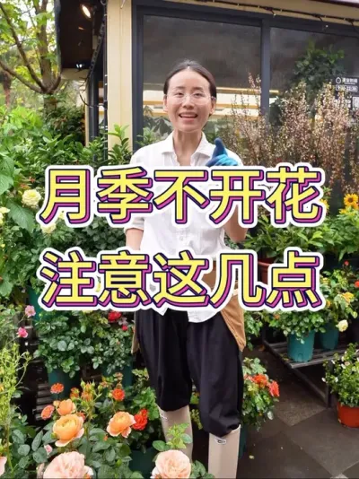 月季不开花，注意这几点？#月季 #月季养护 #养花小知识 #花卉绿植 #养花小知识