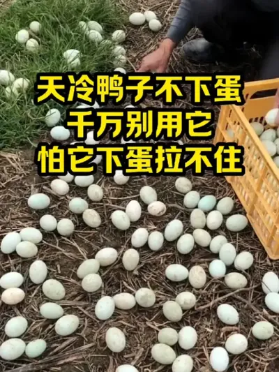 天冷鸭子不下蛋，千万别用它，怕它下蛋拉不住 #抖音三农#养殖#养鸭