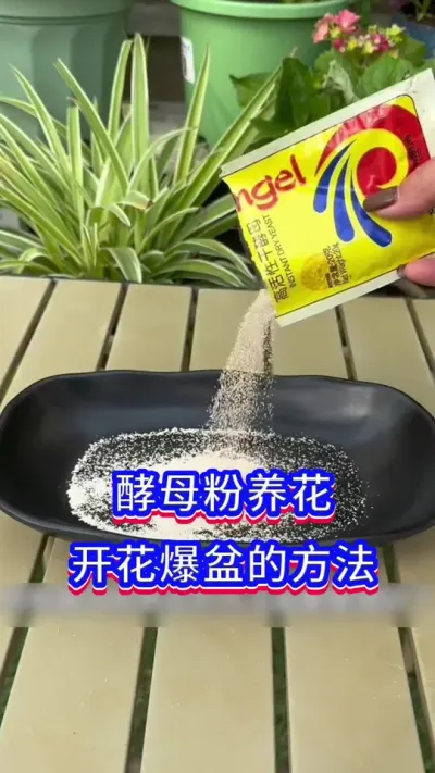 酵母粉养花小技巧#英子园艺 #花卉绿植 #养花小知识
