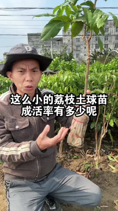 2年的荔枝土球苗，批量种植的成活率有多少呢？带你实地看看 #荔枝苗#桂味荔枝 #仙进奉荔枝