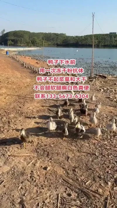 养鸭人必须要用抗体#肉鸭养殖 #养鸭人 #三农养殖