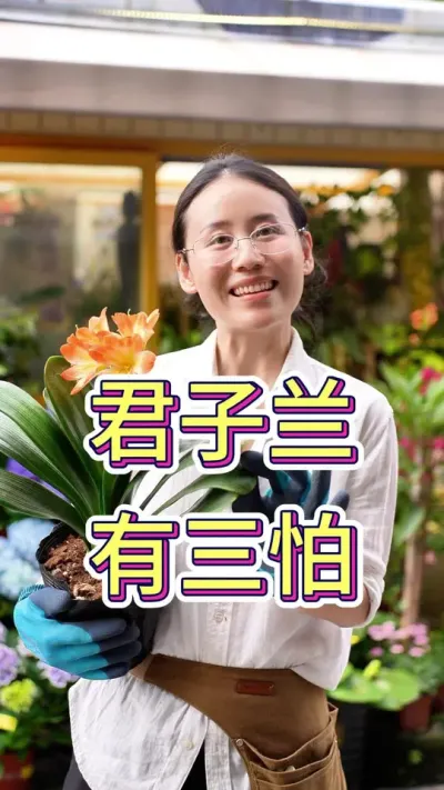 君子兰有三怕#养花我是认真的 #君子兰 #养花小知识 #养花人的乐趣 #花卉绿植