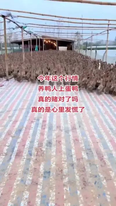 #养鸭人#养鸭技术