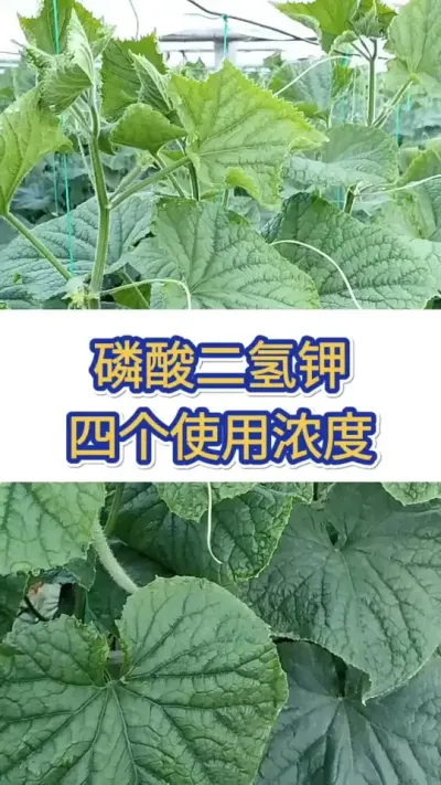 磷酸二氢钾4个使用浓度 #黄瓜 #黄瓜种植 #黄瓜高产种植 #服务三农支持三农 #三农