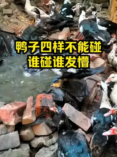 鸭子四样不能碰，谁碰谁发懵 #抖音三农#养殖#养鸭