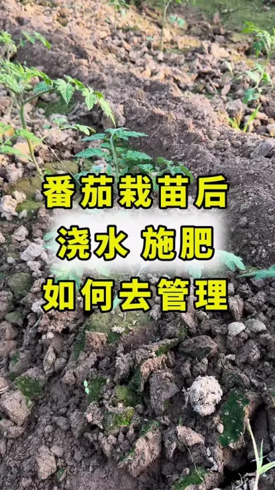 番茄栽苗后，如何浇水 施肥！#西红柿种植 #传播农业小知识 #番茄种植