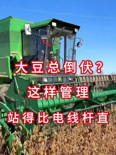 大豆防倒伏，老农三招解决 #三农流量扶持计划 #大豆种植 #抖音助农 #农业种植 #农业植保知识分享