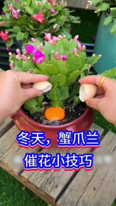 蟹爪兰开花小技巧#蟹爪兰 #英子园艺 #养花小知识