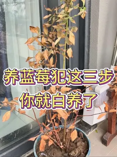 养蓝莓犯这三步，你就白养了#蓝莓 #蓝莓种植 #花卉绿植 #养花小知识 #养花人的乐趣