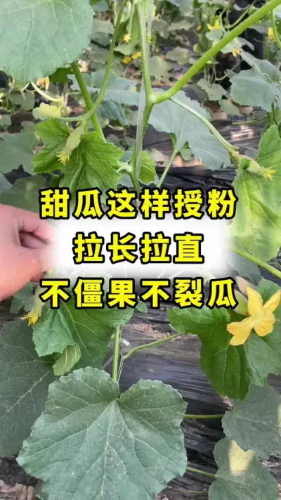 甜瓜授粉，拉直拉长，不畸形，不僵果，不裂瓜！#甜瓜种植 #传播农业小知识 #甜瓜授粉 #良田神话#甜瓜裂瓜