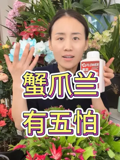 蟹爪兰有五怕#蟹爪兰开花啦 #蟹爪兰的养殖方法 #蟹爪兰 #花卉绿植 #养花小知识