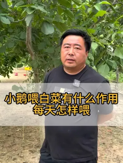 @老张养鸭鹅技术服务部 #三农 #抖音助农 #干货分享 #每天分享养殖技术和经验 #鸡鸭鹅养殖