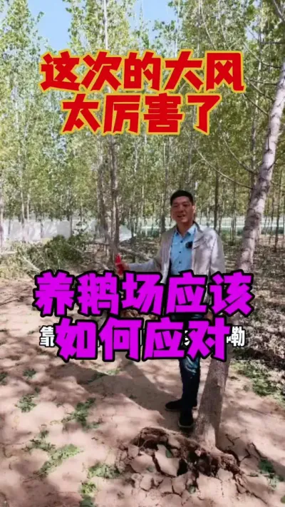这次大风太厉害了，养鹅场应该如何应对？#养鹅人 #狮头鹅 #鹅苗 #养鹅 #养鹅技术