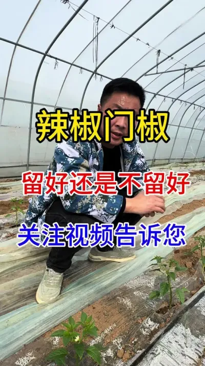 #抖音助农 #种植小技巧 #辣椒种植 #农业种植 #三农