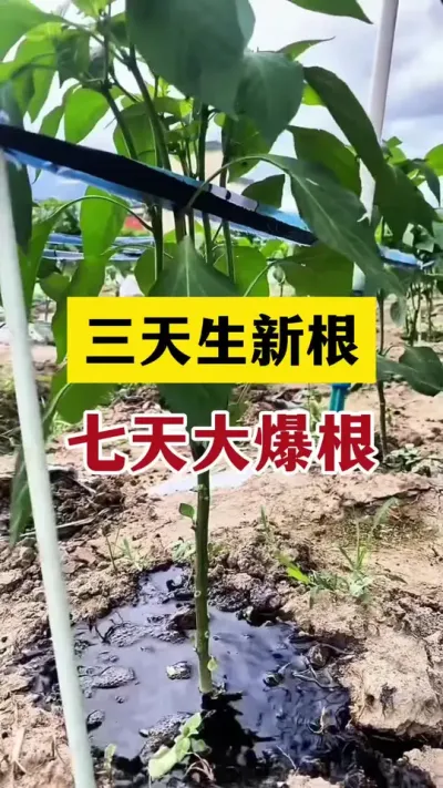 三天生新根，七天大爆根#分享农业知识帮农民增产增收 #生根壮苗 #农业种植技术