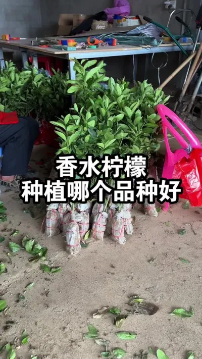 广东香水柠檬和泰国无籽青柠，种植哪个品种好呢？ #香水柠檬 #果苗供应 #广东香水柠檬