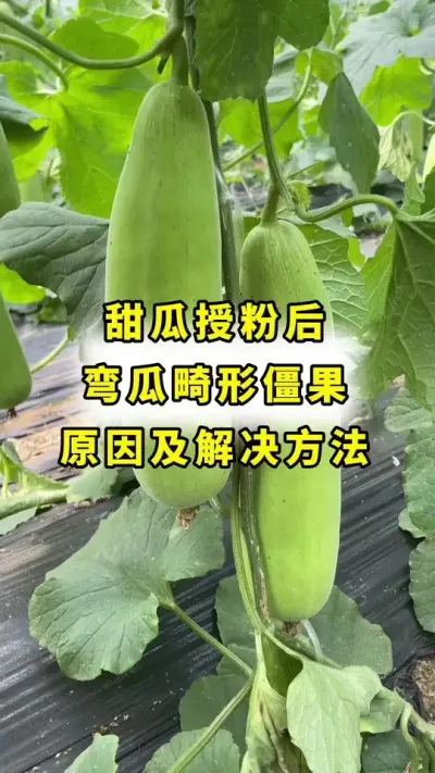 博洋甜瓜授粉后，弯瓜裂瓜僵果，原因及解决方法！#传播农业小知识 #甜瓜种植 #农业种植 #甜瓜授粉#大圣金太龙