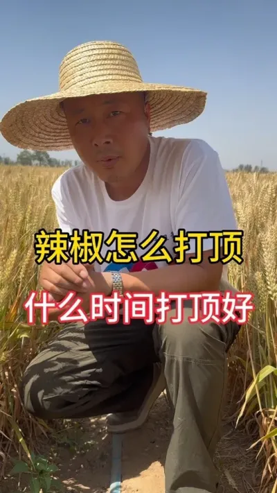 辣椒怎么打顶好 #辣椒种植技术 #增产增收小配方 #三农流量扶持计划