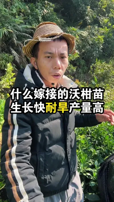 什么砧木嫁接的沃柑苗，种山坡生长速度快，耐干旱，产量高 #沃柑种植 #沃柑苗 #果苗供应