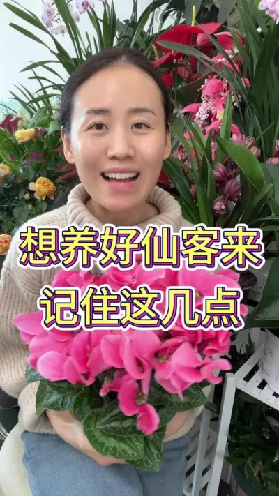 怎么才能养好仙客来#仙客来如何养护 #花卉绿植 #仙客来花怎么养 #花卉 #养花小知识