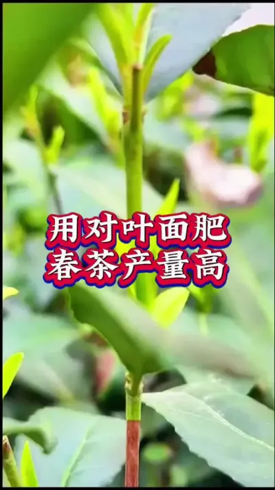#春茶采摘 #召唤茶友 #茶农 #助力三农 #茶树种植技术与管理